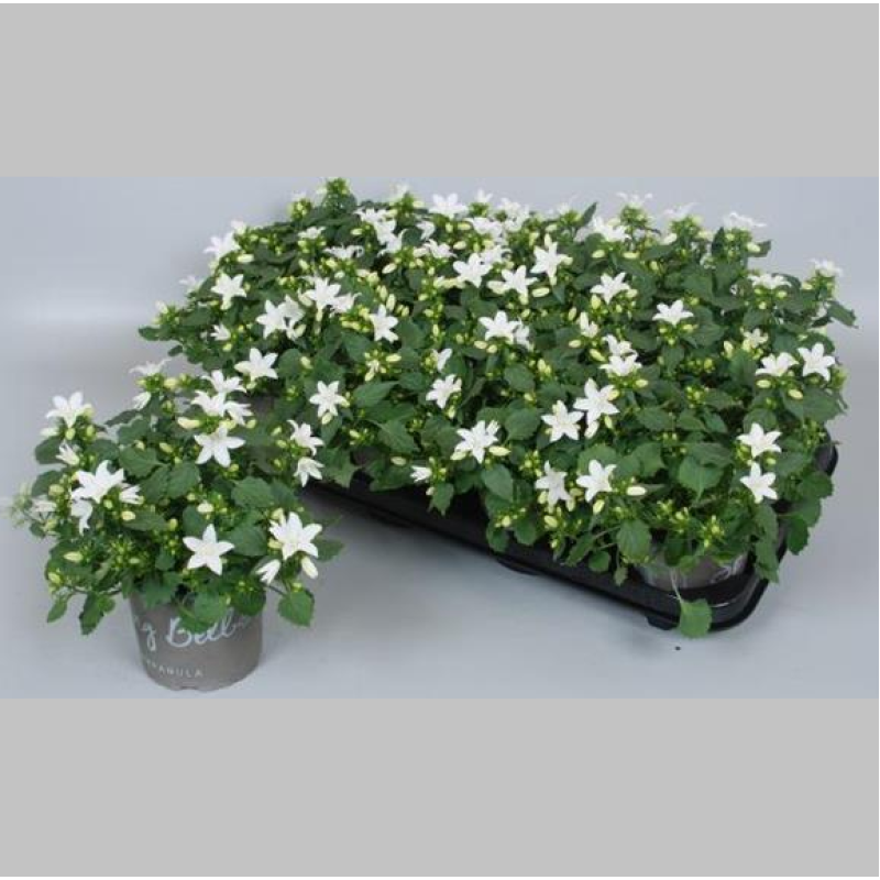 Campanula Alba, 25 cm